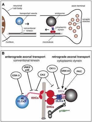 Engagement of Neurotropic Viruses in Fast Axonal Transport: Mechanisms, Potential Role of Host Kinases and Implications for Neuronal Dysfunction